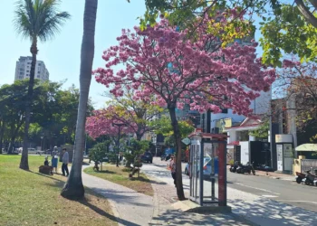 台中市春日浪漫登場　洋紅風鈴木盛開吸引拍照人潮