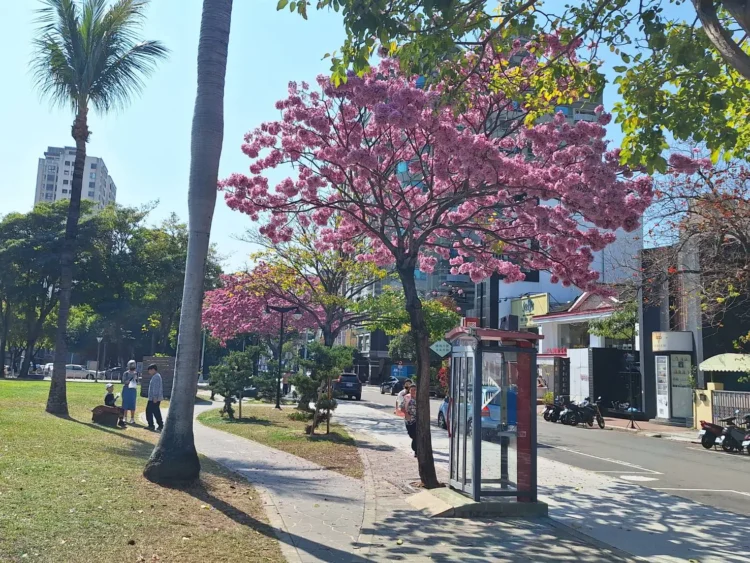 台中市春日浪漫登場　洋紅風鈴木盛開吸引拍照人潮
