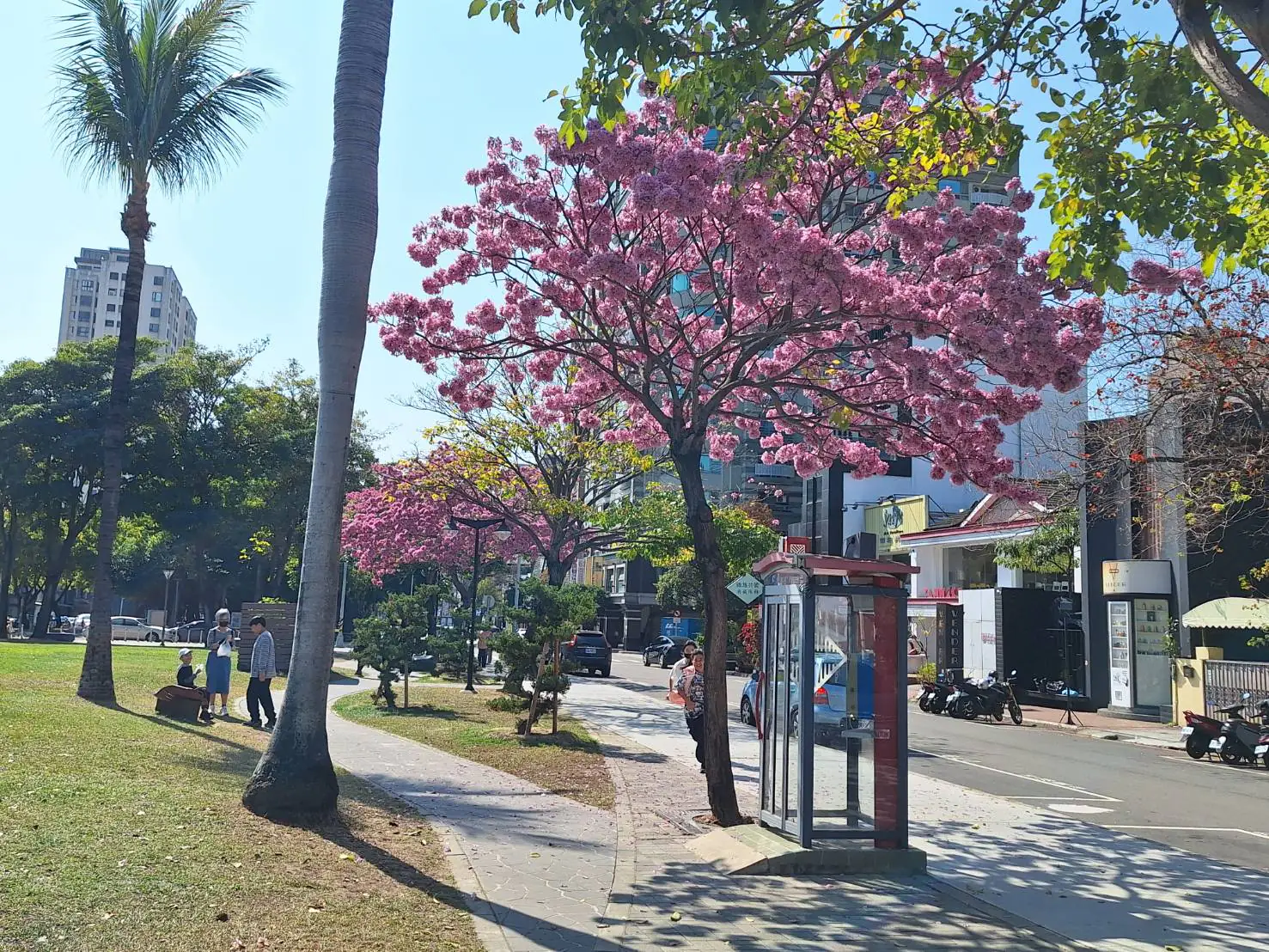 台中市春日浪漫登場　洋紅風鈴木盛開吸引拍照人潮