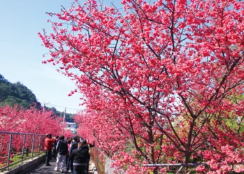 「2026后里泰安櫻花季」2/27粉嫩登場！　連假賞櫻、賞燈一次滿足