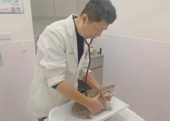 115年春節不打烊寵物服務5,666隻、急難救援94件　守護毛孩健康過好年！