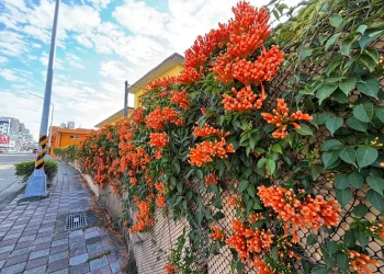 喜迎馬年新春　中市清潔隊部炮仗花盛開 打造低碳友善賞花新亮點