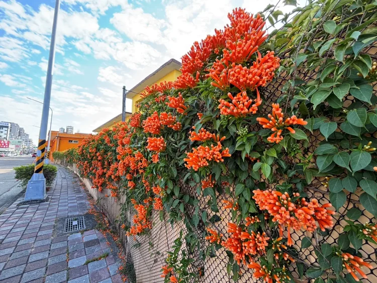 喜迎馬年新春　中市清潔隊部炮仗花盛開 打造低碳友善賞花新亮點