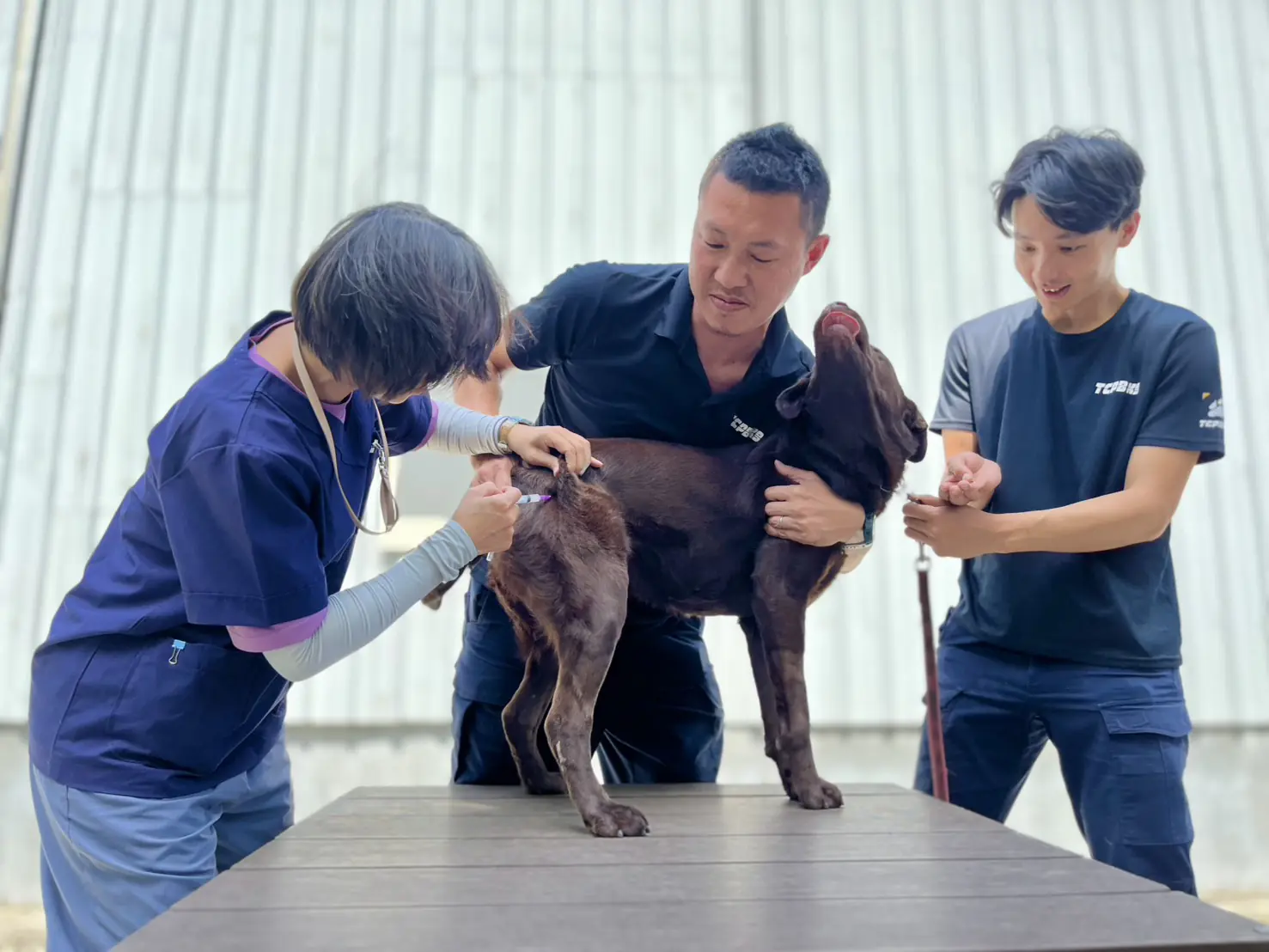 春節期間防疫不停歇！中市動保處籲畜禽業者持續落實防疫措施 平安過好年