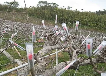 低溫來襲　農業局請農友注意保暖、做好農作物防寒