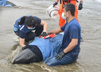 屏東縣11隻擱淺小虎鯨　海保署MARN團隊搶救進度報告