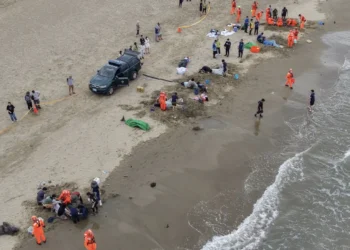 小虎鯨回家了!屏東擱淺救援成功 MARN團隊助其重返大海