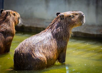 宜蘭萌寵農場風暴後 九九峰動物樂園專業醫療接手確保動物福祉