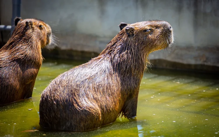 宜蘭萌寵農場風暴後 九九峰動物樂園專業醫療接手確保動物福祉