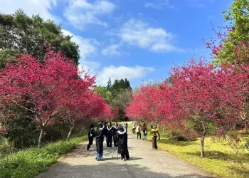 全台最美櫻花校園　暨大櫻花季將「大盛開」　獨家「穿山甲御守」限量加持