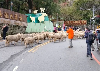 清境奔羊節　仁愛警加強交通疏導