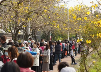 來嘉義追黃花海！「潮風鈴・黃花瘋音樂市集」攜手打造春日最Chill派對