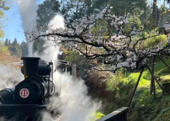 搭百歲火車追櫻花！阿里山賓館推「春櫻森活」專案　贈賞櫻隨行包