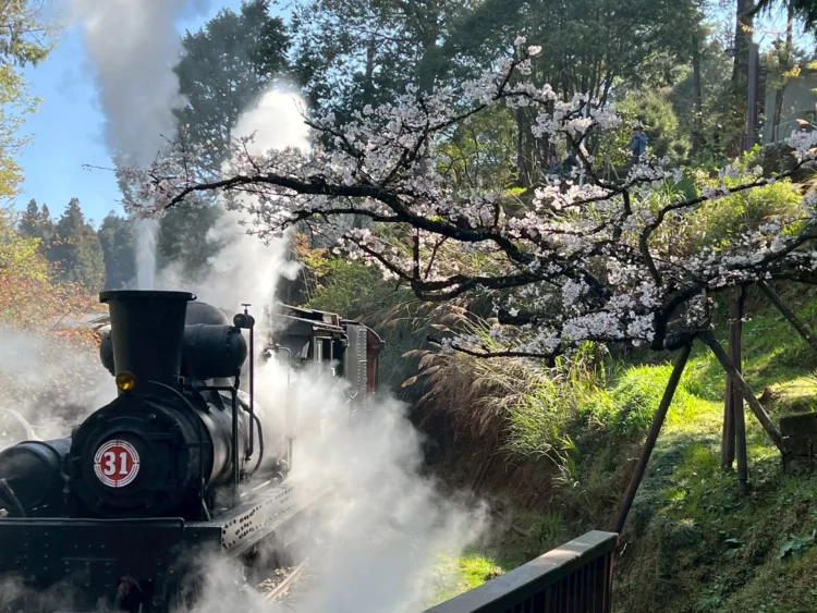 31號蒸汽火車行駛沼平車站櫻花林經典畫面。阿里山賓館蔡美瑩提供