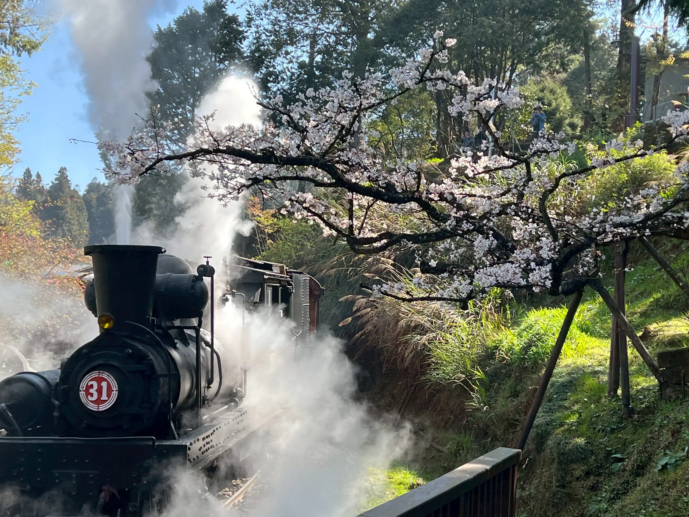 搭百歲火車追櫻花！阿里山賓館推「春櫻森活」專案　贈賞櫻隨行包