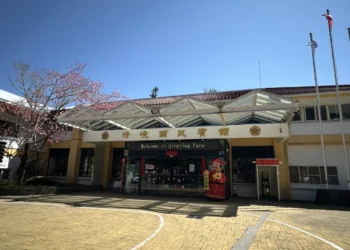 把時間留給浪漫！清境粉紅櫻花綻放　與綿羊共譜春日進行曲