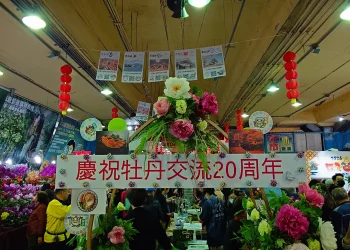 日式牡丹驚艷建國花市　台日花卉展、島根貓熱鬧迎春