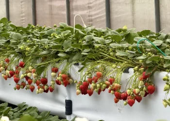 內湖草莓園邀您來趟「莓」好採果趣