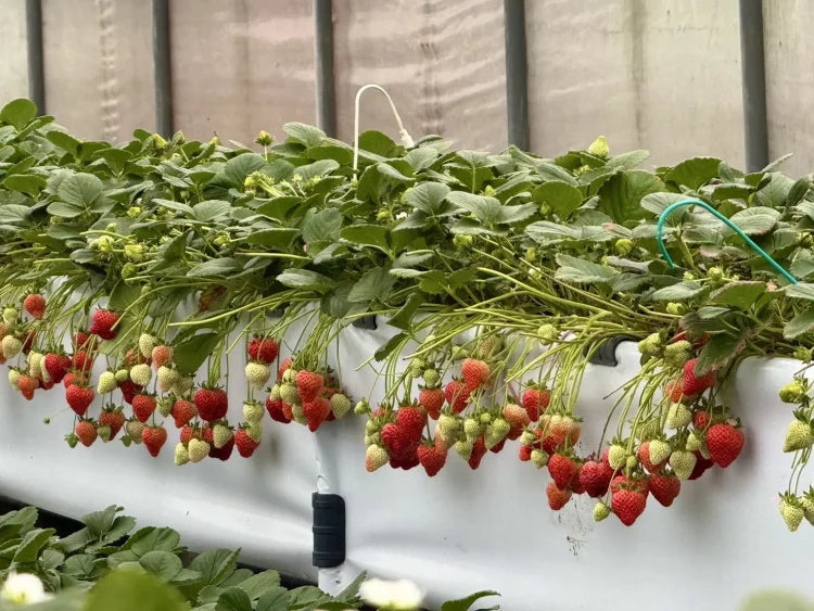 內湖草莓園邀您來趟「莓」好採果趣