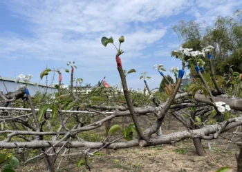 山城梨園進入關鍵期 中市農業局籲請提前防範梨赤星病 守護花果健康