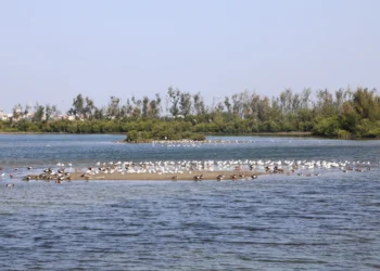 布袋候鳥季今日登場　千羽齊聚展現國家級濕地風采