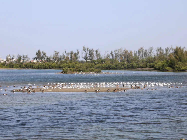 布袋候鳥季今日登場　千羽齊聚展現國家級濕地風采