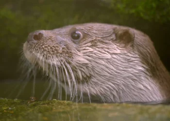 科博館「科博四十」春假特別活動與SET Wildlife 合作推出生態紀錄片《戰地阿特》