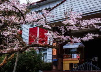 夜賞燈會、晨看櫻花　入住阿里山賓館再送賞櫻好禮