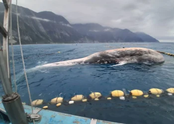 花蓮定置漁場驚見鬚鯨死亡個體 海保署啟動解剖釐清死因