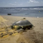 氣候變遷下小琉球罕見　海龜冬季低溫卵窩　有望成為海龜雄性稚龜的重要來源