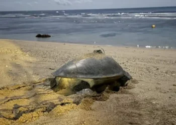 氣候變遷下小琉球罕見　海龜冬季低溫卵窩　有望成為海龜雄性稚龜的重要來源