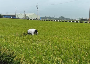 稻米安全管理制度　築起四道防線　守護全民餐桌