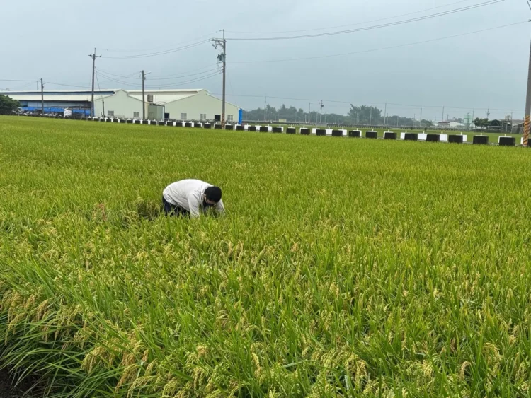 稻米安全管理制度　築起四道防線　守護全民餐桌