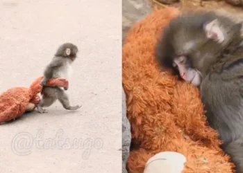 「健康專欄」當Panchi「六親不認」地走路時——從猴子脊椎看人類的腰背危機與自我修復之道