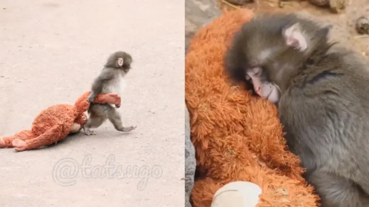 「健康專欄」當Panchi「六親不認」地走路時——從猴子脊椎看人類的腰背危機與自我修復之道