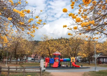 黃花風鈴木盛開!台中春日限定金黃花海 民眾搶拍美照