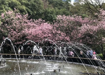 最後賞花時刻！陽明山花季3月15日畫下句點