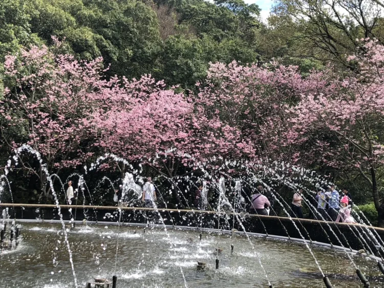 最後賞花時刻！陽明山花季3月15日畫下句點