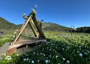 春日限定美景！竹子湖海芋季盛大開幕　雪白花海如音符搖曳