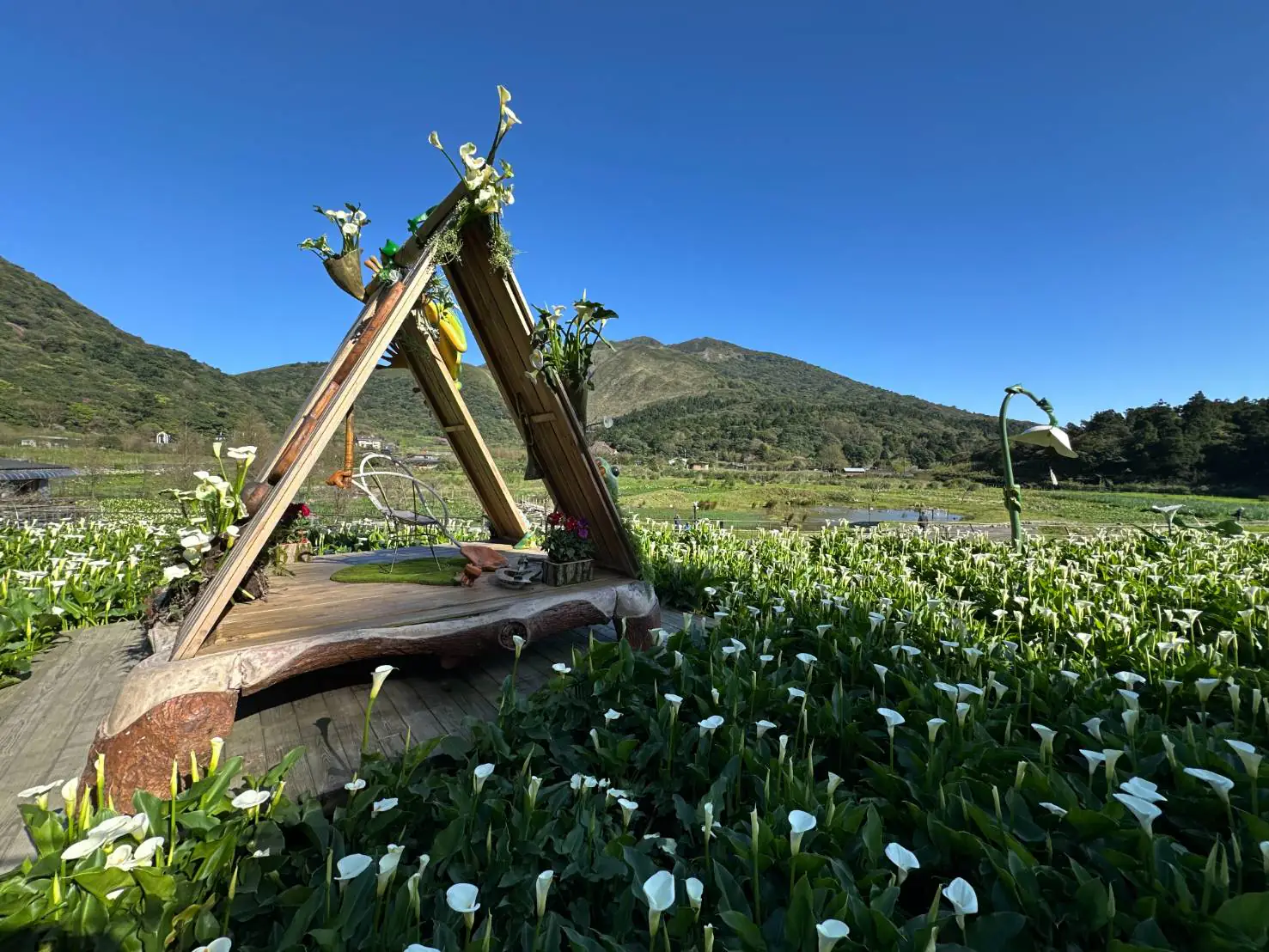春日限定美景！竹子湖海芋季盛大開幕　雪白花海如音符搖曳