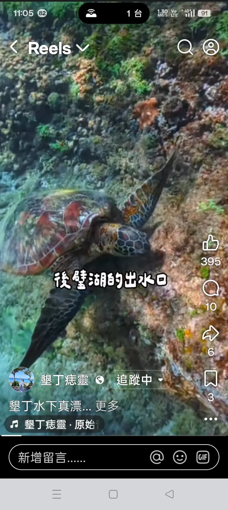 春暖花開海水湛藍　墾丁邀旅客浮潛與海龜悠游