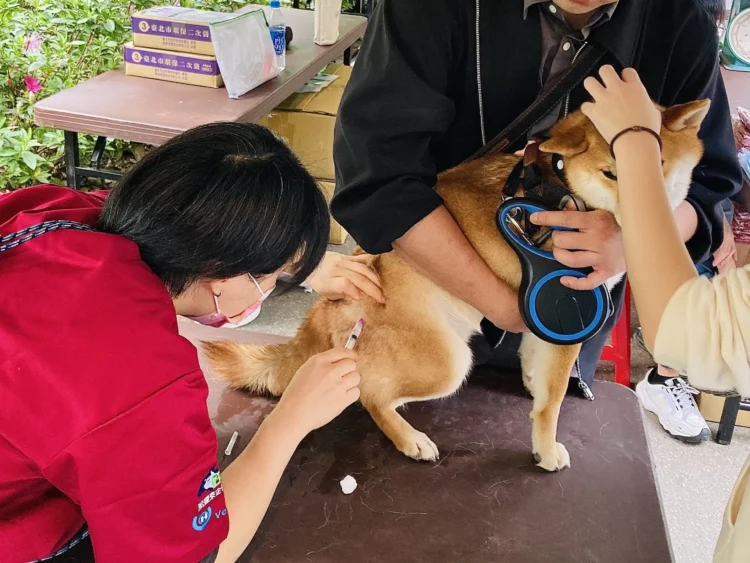 花伴野餐迎春趣　北市動保處推動保知識與免費狂犬病疫苗服務