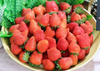 莓寶快閃送好禮!內湖草莓季三大好康攻略