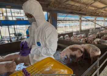 彰化縣查獲兩場違法廚餘養豬　依法重罰、移動管制並取消申請補助資格