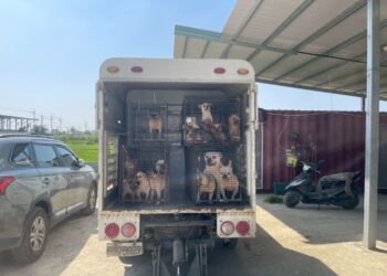 嘉縣近期查獲兩起犬隻疑遭割聲帶案　已移送偵辦