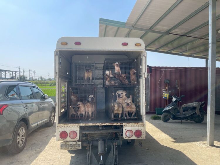 嘉縣近期查獲兩起犬隻疑遭割聲帶案　已移送偵辦