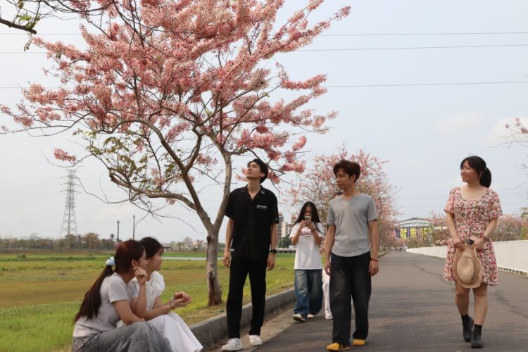 位於中華醫大旁的仁德滯洪池花旗木正盛開，師生佔地利之便就近賞花並分享賞花資訊。（圖／中華醫大提供）