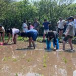 北市湖田實小插秧體驗　孩子彎腰下田感受農耕之美