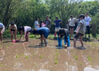 北市湖田實小插秧體驗　孩子彎腰下田感受農耕之美