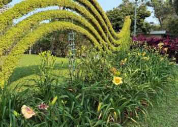 顛覆樸實印象！士林官邸金針花盛放　花型碩大、色彩層次宛如百合鳶尾